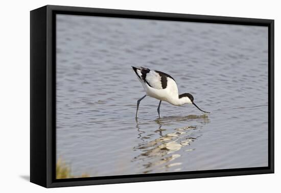 Avocet Feeding-null-Framed Premier Image Canvas