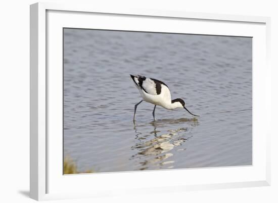 Avocet Feeding-null-Framed Photographic Print