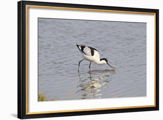 Avocet Feeding-null-Framed Photographic Print