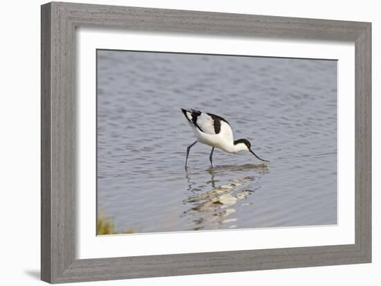 Avocet Feeding-null-Framed Photographic Print