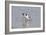 Avocet Feeding-null-Framed Photographic Print