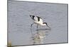 Avocet Feeding-null-Mounted Photographic Print