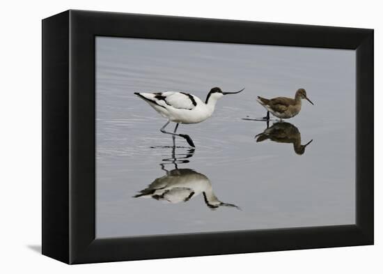 Avocet (Recurvirostra Avosetta) Feeding Along Side a Redshank (Tringa Totanus), Brownsea Island, UK-Bertie Gregory-Framed Premier Image Canvas