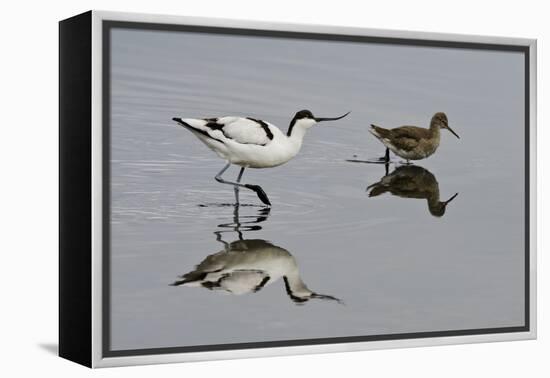 Avocet (Recurvirostra Avosetta) Feeding Along Side a Redshank (Tringa Totanus), Brownsea Island, UK-Bertie Gregory-Framed Premier Image Canvas