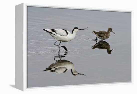 Avocet (Recurvirostra Avosetta) Feeding Along Side a Redshank (Tringa Totanus), Brownsea Island, UK-Bertie Gregory-Framed Premier Image Canvas