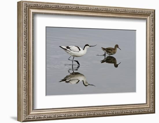 Avocet (Recurvirostra Avosetta) Feeding Along Side a Redshank (Tringa Totanus), Brownsea Island, UK-Bertie Gregory-Framed Photographic Print