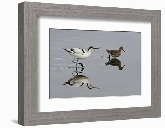 Avocet (Recurvirostra Avosetta) Feeding Along Side a Redshank (Tringa Totanus), Brownsea Island, UK-Bertie Gregory-Framed Photographic Print