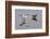 Avocet (Recurvirostra Avosetta) Feeding Along Side a Redshank (Tringa Totanus), Brownsea Island, UK-Bertie Gregory-Framed Photographic Print