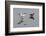 Avocet (Recurvirostra Avosetta) Feeding Along Side a Redshank (Tringa Totanus), Brownsea Island, UK-Bertie Gregory-Framed Photographic Print