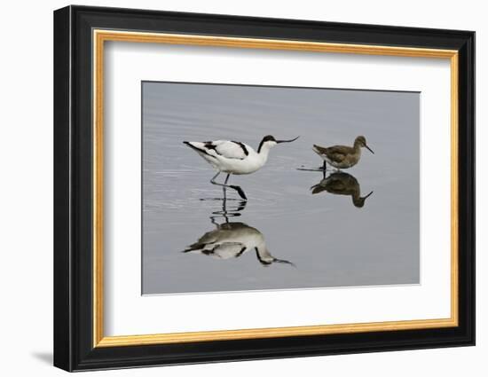 Avocet (Recurvirostra Avosetta) Feeding Along Side a Redshank (Tringa Totanus), Brownsea Island, UK-Bertie Gregory-Framed Photographic Print