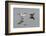 Avocet (Recurvirostra Avosetta) Feeding Along Side a Redshank (Tringa Totanus), Brownsea Island, UK-Bertie Gregory-Framed Photographic Print