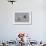 Avocet (Recurvirostra Avosetta) Feeding Along Side a Redshank (Tringa Totanus), Brownsea Island, UK-Bertie Gregory-Framed Photographic Print displayed on a wall