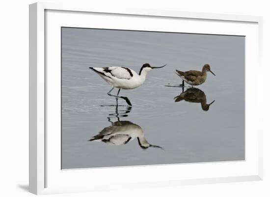 Avocet (Recurvirostra Avosetta) Feeding Along Side a Redshank (Tringa Totanus), Brownsea Island, UK-Bertie Gregory-Framed Photographic Print