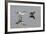 Avocet (Recurvirostra Avosetta) Feeding Along Side a Redshank (Tringa Totanus), Brownsea Island, UK-Bertie Gregory-Framed Photographic Print