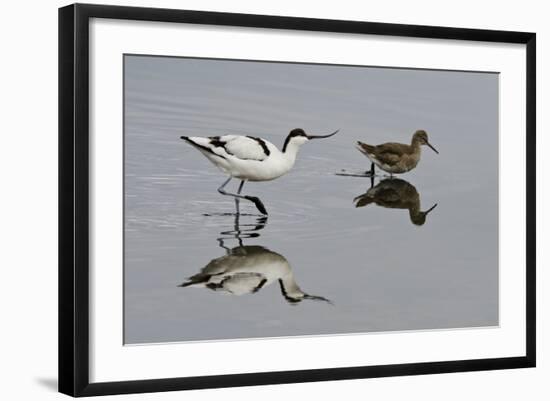 Avocet (Recurvirostra Avosetta) Feeding Along Side a Redshank (Tringa Totanus), Brownsea Island, UK-Bertie Gregory-Framed Photographic Print