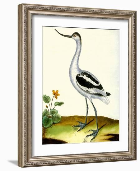 Avocet, Recurvitostra Avosetta-Georges-Louis Buffon-Framed Giclee Print