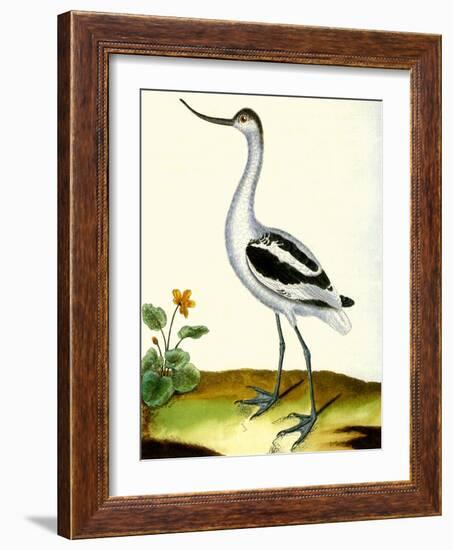 Avocet, Recurvitostra Avosetta-Georges-Louis Buffon-Framed Giclee Print