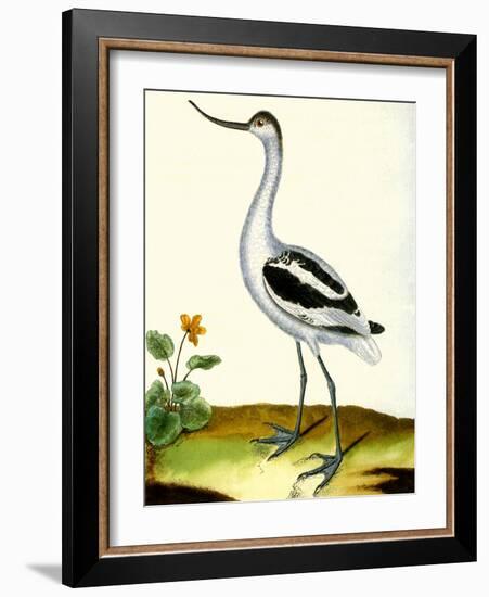 Avocet, Recurvitostra Avosetta-Georges-Louis Buffon-Framed Giclee Print