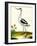 Avocet, Recurvitostra Avosetta-Georges-Louis Buffon-Framed Giclee Print