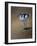 Avocet-Michael Jackson-Framed Giclee Print