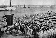 Quantities of Codfish Drying in the Sun at Aveiro by the Mouth of the Vouga, Portugal, C1930S-AW Cutler-Giclee Print
