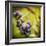 Awaiting Harvest-Jessica Rogers-Framed Giclee Print