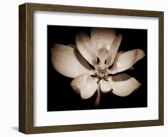 Awakening Magnolia-George Oze-Framed Photographic Print