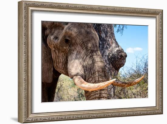 Awesome South Africa Collection - African Elephant VI-Philippe Hugonnard-Framed Photographic Print