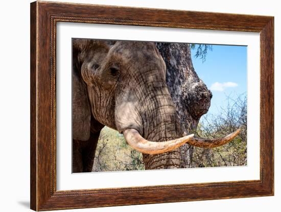 Awesome South Africa Collection - African Elephant VI-Philippe Hugonnard-Framed Photographic Print