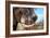 Awesome South Africa Collection - African Elephant VI-Philippe Hugonnard-Framed Photographic Print