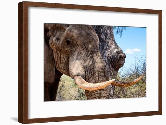 Awesome South Africa Collection - African Elephant VI-Philippe Hugonnard-Framed Photographic Print