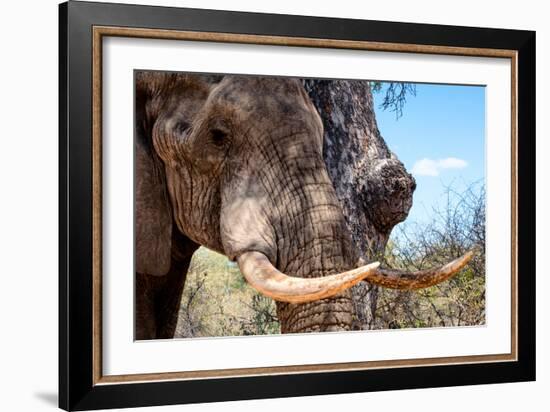 Awesome South Africa Collection - African Elephant VI-Philippe Hugonnard-Framed Photographic Print