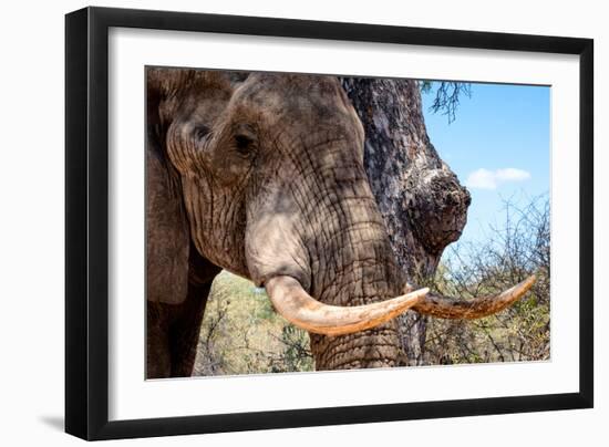 Awesome South Africa Collection - African Elephant VI-Philippe Hugonnard-Framed Photographic Print