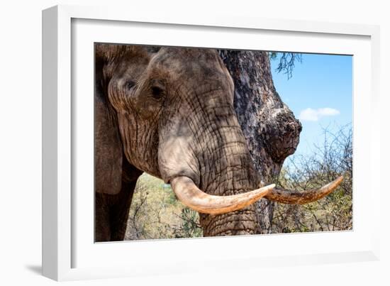 Awesome South Africa Collection - African Elephant VI-Philippe Hugonnard-Framed Photographic Print