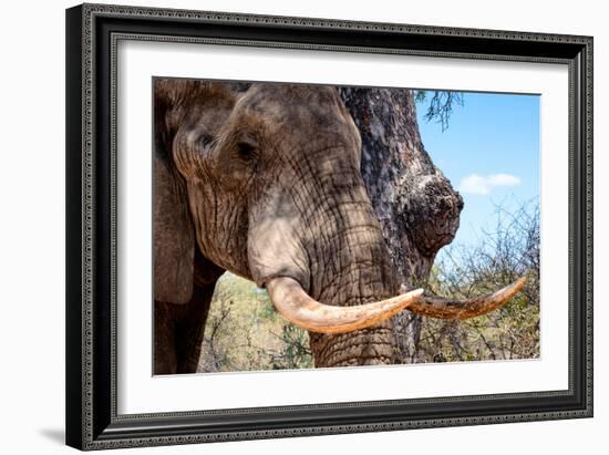 Awesome South Africa Collection - African Elephant VI-Philippe Hugonnard-Framed Photographic Print