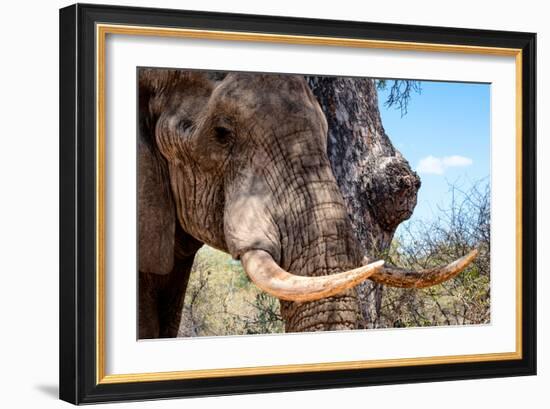 Awesome South Africa Collection - African Elephant VI-Philippe Hugonnard-Framed Photographic Print