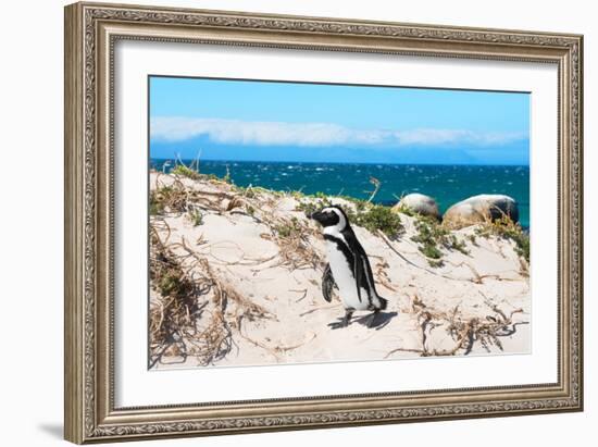 Awesome South Africa Collection - African Penguin at Boulders Beach XIII-Philippe Hugonnard-Framed Photographic Print