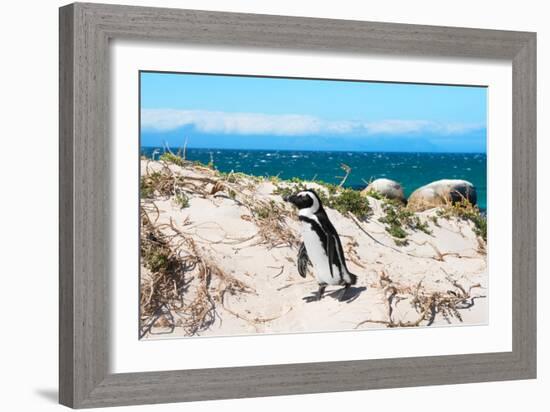 Awesome South Africa Collection - African Penguin at Boulders Beach XIII-Philippe Hugonnard-Framed Photographic Print