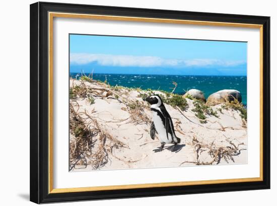 Awesome South Africa Collection - African Penguin at Boulders Beach XIII-Philippe Hugonnard-Framed Photographic Print