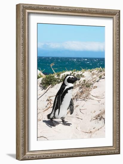 Awesome South Africa Collection - African Penguin at Boulders Beach XIV-Philippe Hugonnard-Framed Photographic Print