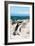 Awesome South Africa Collection - African Penguin at Boulders Beach XIV-Philippe Hugonnard-Framed Photographic Print