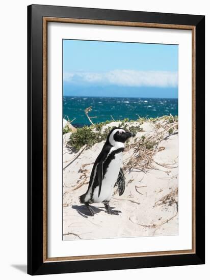 Awesome South Africa Collection - African Penguin at Boulders Beach XIV-Philippe Hugonnard-Framed Photographic Print