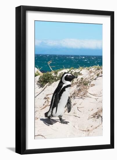 Awesome South Africa Collection - African Penguin at Boulders Beach XIV-Philippe Hugonnard-Framed Photographic Print