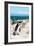 Awesome South Africa Collection - African Penguin at Boulders Beach XIV-Philippe Hugonnard-Framed Photographic Print