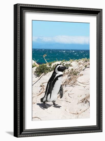 Awesome South Africa Collection - African Penguin at Boulders Beach XIV-Philippe Hugonnard-Framed Photographic Print