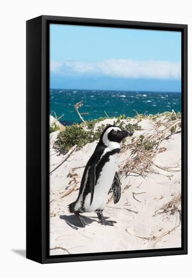 Awesome South Africa Collection - African Penguin at Boulders Beach XIV-Philippe Hugonnard-Framed Premier Image Canvas