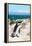 Awesome South Africa Collection - African Penguin at Boulders Beach XIV-Philippe Hugonnard-Framed Premier Image Canvas