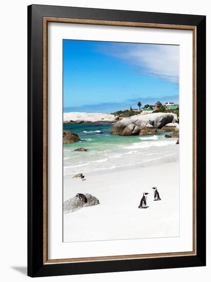 Awesome South Africa Collection - African Penguins at Boulders Beach III-Philippe Hugonnard-Framed Photographic Print