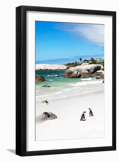 Awesome South Africa Collection - African Penguins at Boulders Beach III-Philippe Hugonnard-Framed Photographic Print