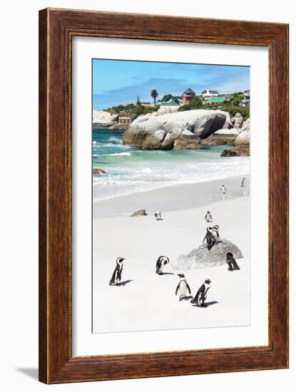 Awesome South Africa Collection - African Penguins at Boulders Beach IX-Philippe Hugonnard-Framed Photographic Print